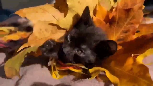 Кому осенний букет котов-цветов! смотреть онлайн