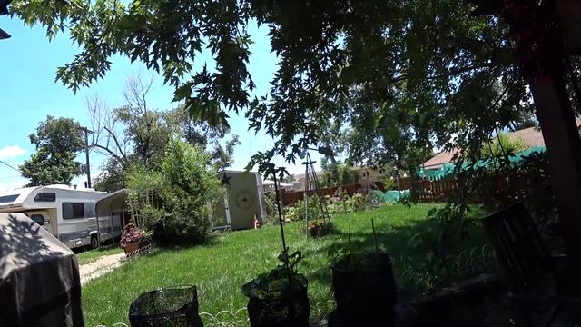 Колибри. Скунсы. Мексиканская окрошка. смотреть онлайн