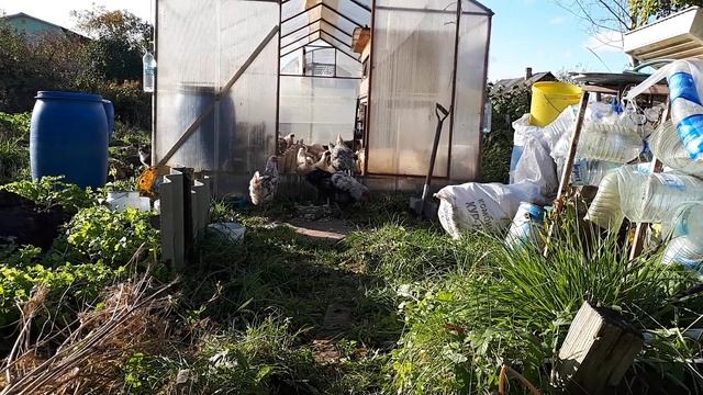 Куры молодки Пушкинской и Юрловской пород. 20 ноября 2019 г. смотреть онлайн