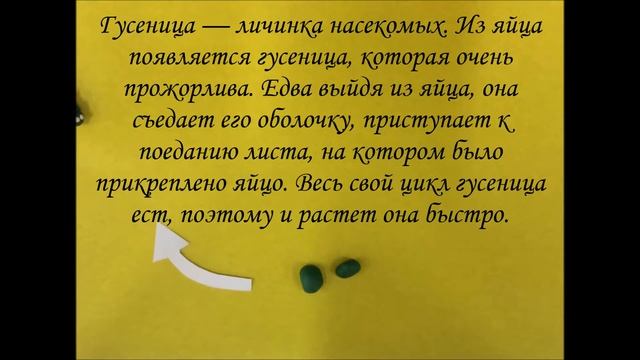 Метаморфоз насекомых. Бабочка смотреть онлайн
