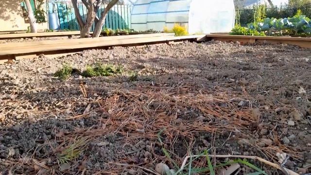 Всего одна ложка заменит все сидераты в огороде осенью!!! Добавляю это в землю в октябре! смотреть онлайн