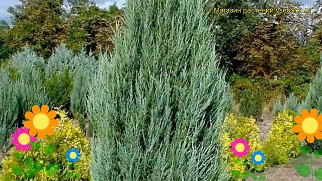 Можжевельник виргинский Скайрокет. Краткий обзор, описание juniperus virginiana Skyrocket смотреть онлайн