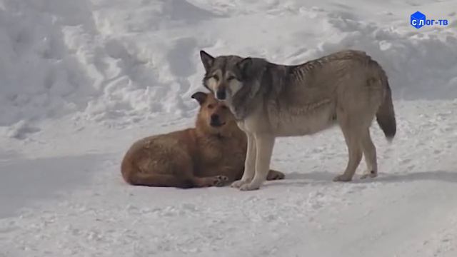 ОТЛОВ И СОДЕРЖАНИЕ ДОМАШНИХ ЖИВОТНЫХ смотреть онлайн