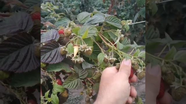 Марина Маравилла, краткий обзор сорта. смотреть онлайн