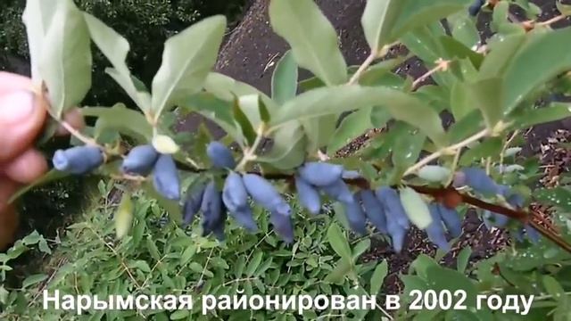 Бакчарская жимолость смотреть онлайн