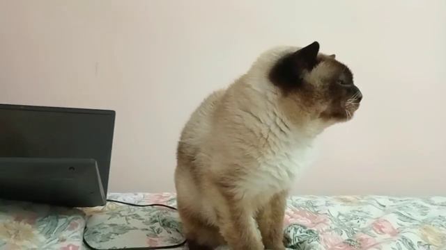 is tooth loose ? смотреть онлайн