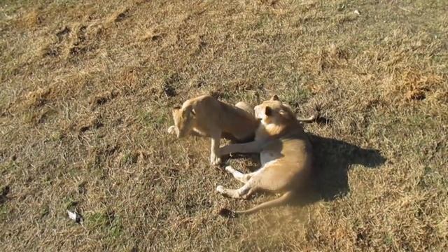 Чук и Гек смотреть онлайн