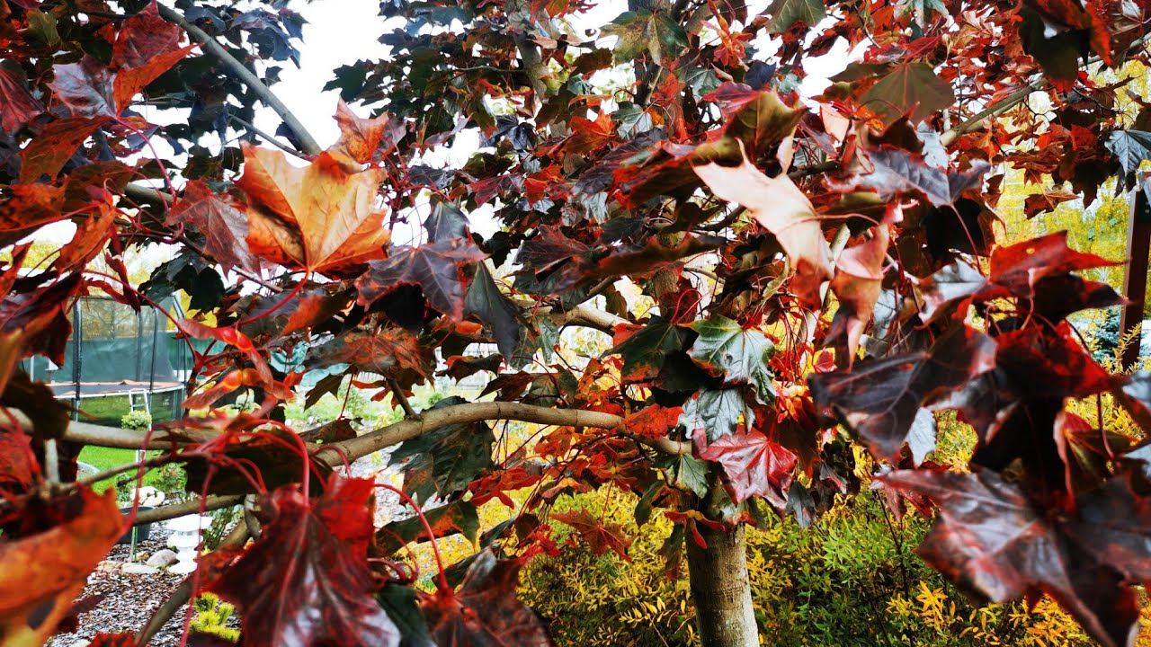 Прогулка Часть 8 Обзор моих растений Октябрь 2022 смотреть онлайн