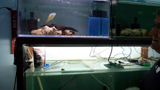 FAHAKA PUFFER-Сладководен тетраодон Фахака