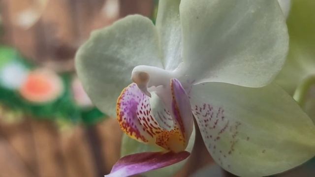 Мини-орхидея (бело-фиолетовая белая орхидея) смотреть онлайн