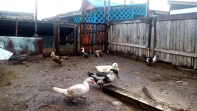 Утки башкирские, почему слабый оплод? смотреть онлайн