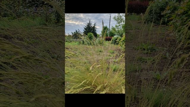 Танго цветов смотреть онлайн