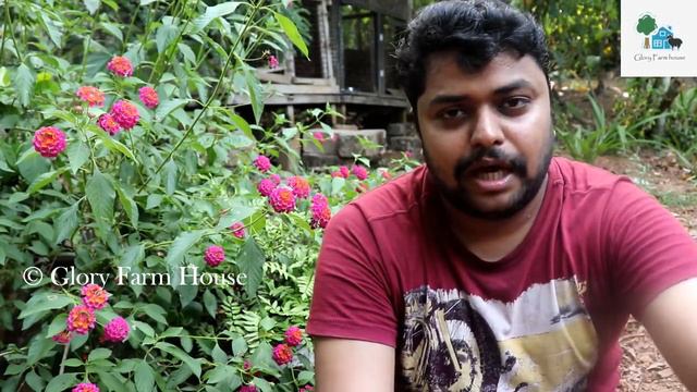 കടല / കപ്പലണ്ടി പിണ്ണാക്ക് ഉപയോഗിക്കേണ്ട വിധം | Advantages Of Kadala Pinnakku Or Ground Nut Cake