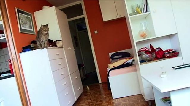 HIGH SPEED TEST - My cat Kimi смотреть онлайн