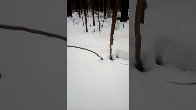 КТО ПУГАЕТ МЕНЯ ночью.. смотреть онлайн