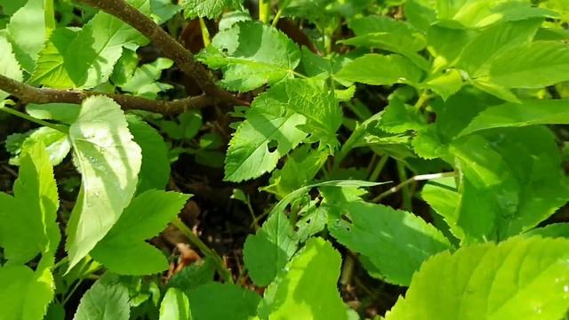 Первый покос. смотреть онлайн