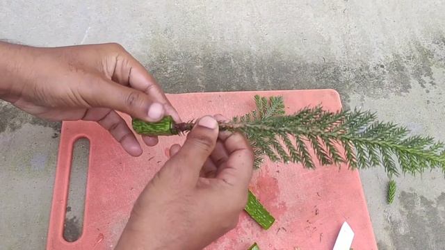 How to grow a christmass tree at home. Christmass tree propagation/Grow Pine tree cuttings at home смотреть онлайн