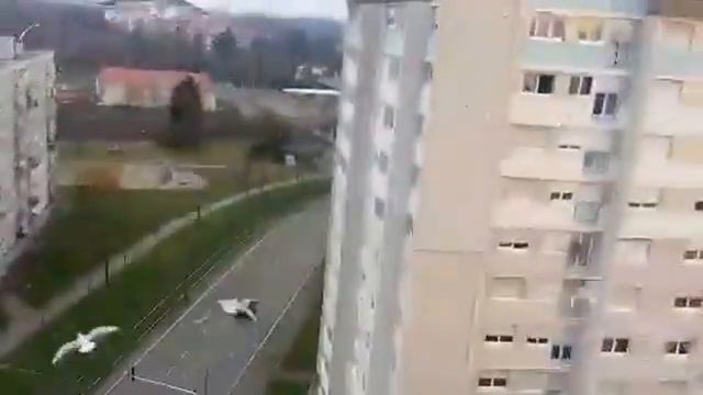 Чайки лезут в окно смотреть онлайн