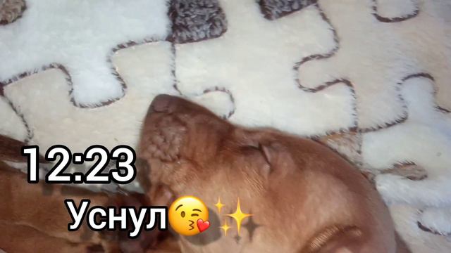 Шоня уснул.Щенок таксы 1месяц 22дня. смотреть онлайн