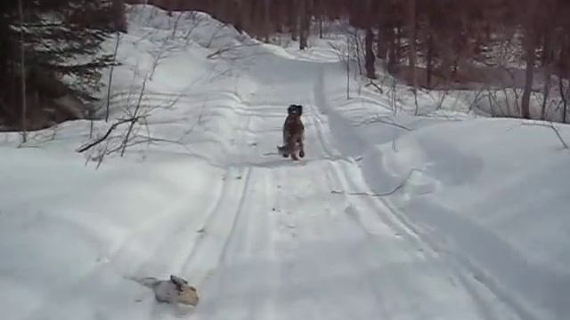 Small Munsterlander enjoying running and winter смотреть онлайн