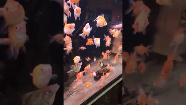 Золотая рыбка #риукин# смотреть онлайн