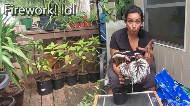 Unpopular Plant Opinion-I Don't Like Begonias| Begonia Fireworks Transplant And Care смотреть онлайн