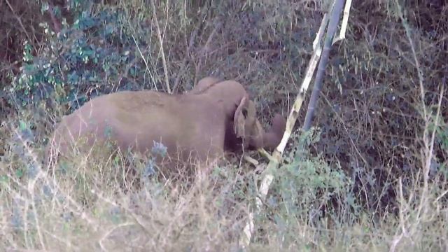 Джунгли. Слоны. Индия смотреть онлайн