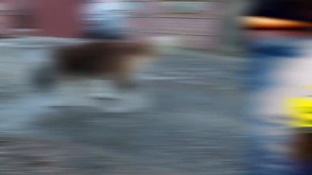 Сенбернар: все о породе собак Сенбернар