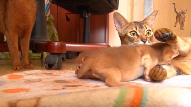 Newborn kittens: first steps and opened eyes [kotopurrs] смотреть онлайн