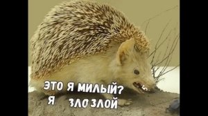 ПРИКОЛЫ! ЕДА ДЛЯ ПЛОСКОГО ЖИВОТА - МЕМЫ!!! Смешные видео – Доми шоу!