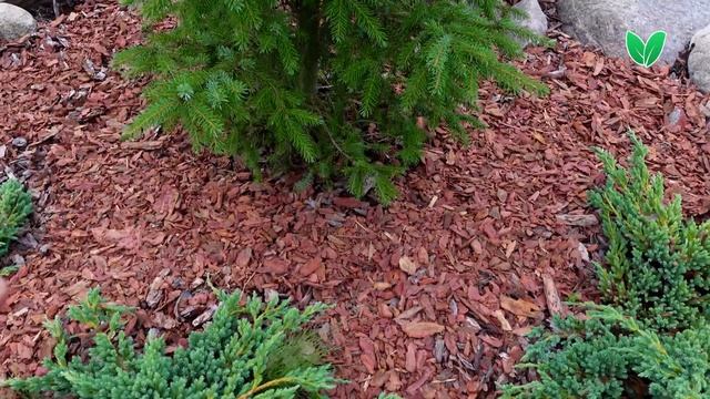 Мульча - кора лиственницы средней фракции, как правильно мульчировать почву | bark, how to mulch смотреть онлайн