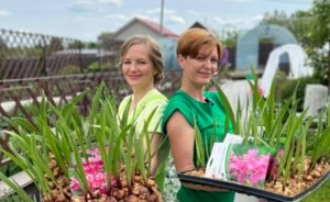 Высаживаем гладиолусы!