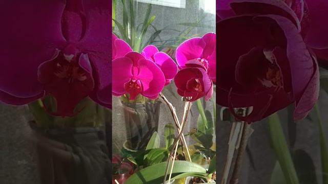 👑Dtps.OX QUEEN 👑 королівський колір і розмір.#orchids #Queen смотреть онлайн