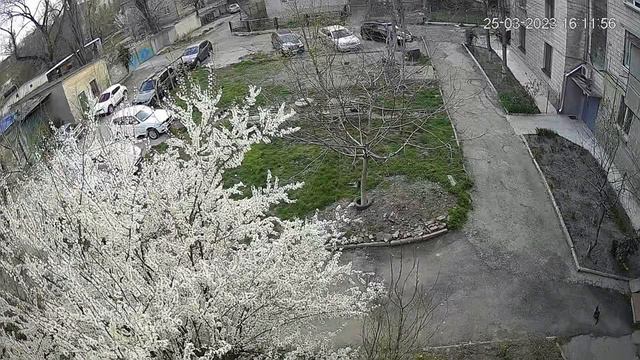 25.03.2023 дерево цветёт / the tree is blooming , zaharcenco.com смотреть онлайн
