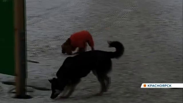 С потеплением в Красноярске детские площадки утопают в собачьих экскрементах смотреть онлайн