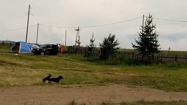 Собаки занимаются любовью а на фоне фурчит суслик! смотреть онлайн