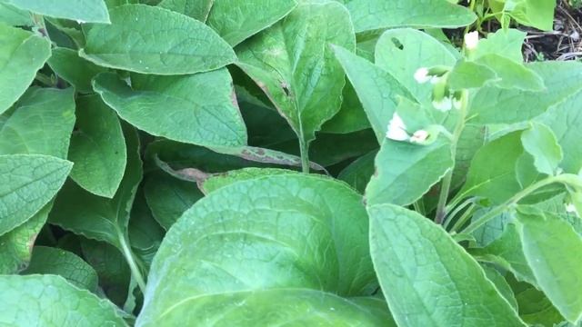 Permaculture Chop and Drop MYTH BUSTING with Matt Powers смотреть онлайн