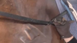 Работа лошади на корде при помощи гурты и развязок