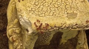 Лучшие муравьи вида Myrmica rubra. ИМ НУЖНА ЗИМОВКА!