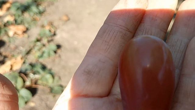 Катруся Каховская или Тропиканка Щенникова и формы Бурдака Барон и Клеопатра. смотреть онлайн