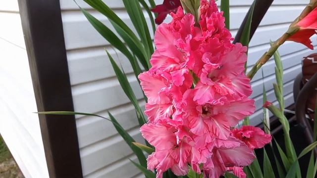 Гладиолусы в кашпо проверено цветут! Букетная посадка гладиолусов идеальна для украшения вашего сад