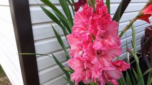 Гладиолусы в кашпо проверено цветут! Букетная посадка гладиолусов идеальна для украшения вашего сад