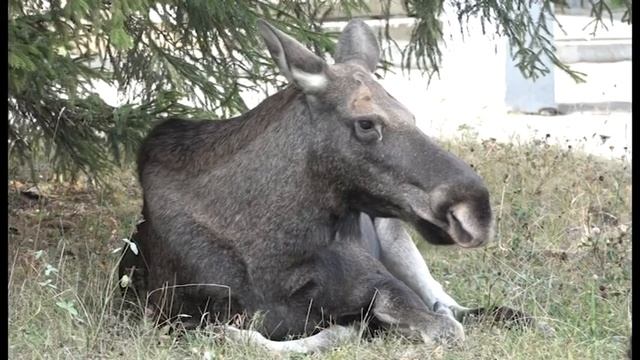 Зареченским школьникам рассказывают, как правильно реагировать на лосей смотреть онлайн