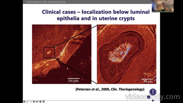 Barren Mare - Professor Anders Miki Bojesen DVM, PhD, Dipl ECPVS смотреть онлайн