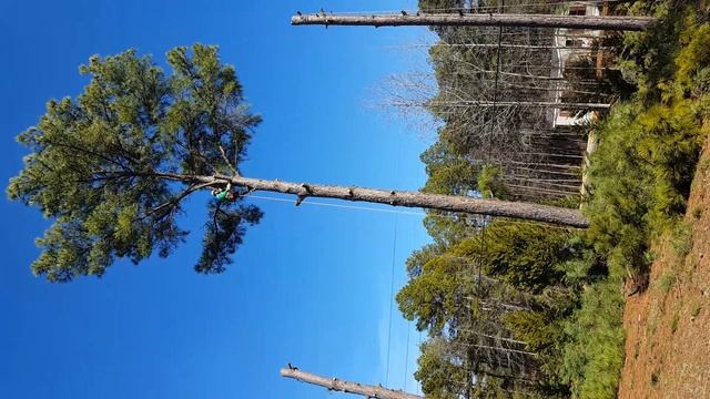 ТАК ВЫГЛЯДЕЛ ДВОР 9 ЛЕТ НАЗАД // ПИЛЯТ ДЕРЕВЬЯ НА НАШЕМ ДВОРЕ // США смотреть онлайн