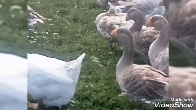 Холмогорские и Тульские бойцовые гуси смотреть онлайн