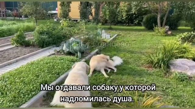 Вот и пролетел год приютской собаки в новом доме. Отдавали мы совсем другого пса смотреть онлайн