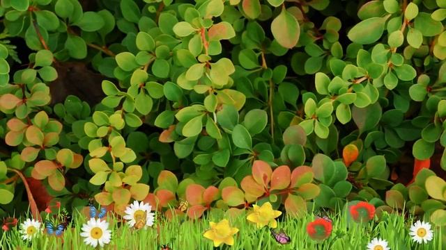 Барбарис тунберга Грин Орнамент ? Обзор: посадка и уход. саженцы барбариса: описание и особенности смотреть онлайн