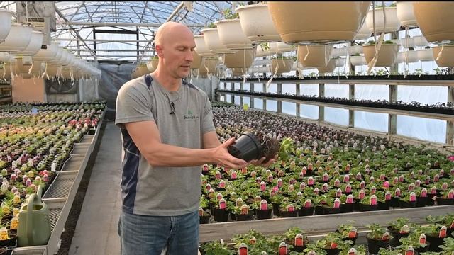 Best Geranium Care Tips - What We've Learned To Keep Geraniums Looking Their Best смотреть онлайн