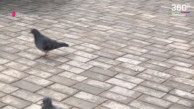 Очередные планы на «культурный» распил Звенигорода смотреть онлайн